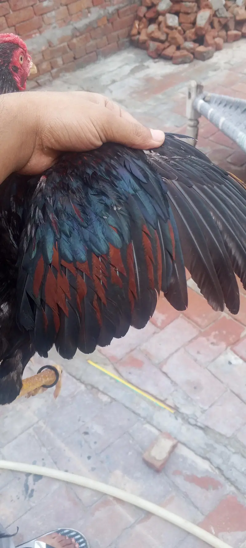 aseel pair 03020644806whatsapp — photo 3