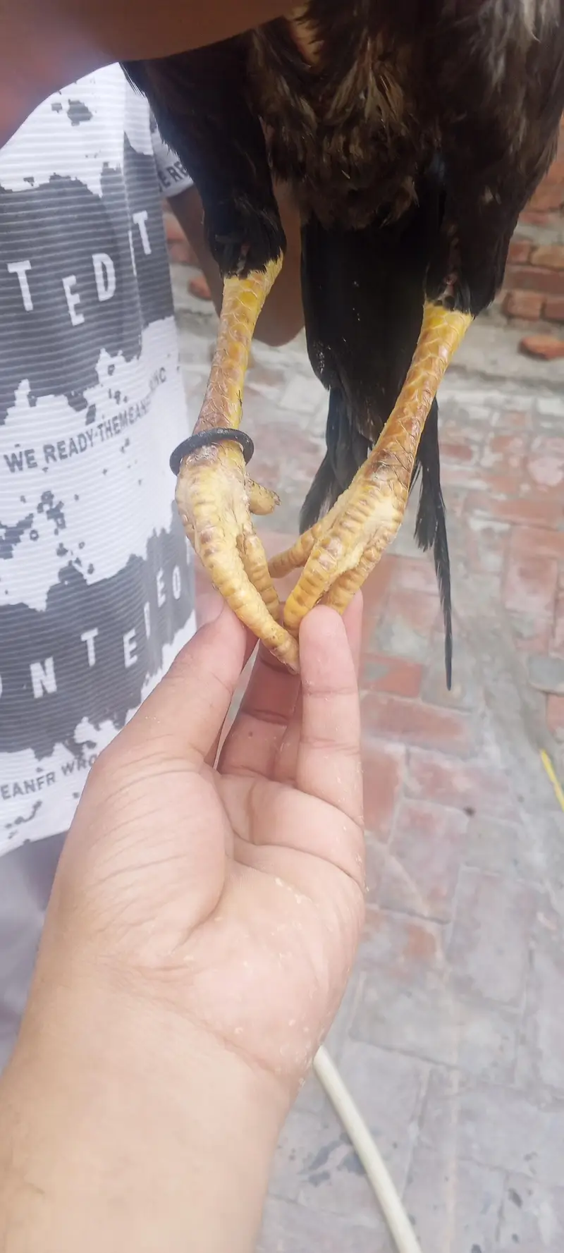 aseel pair 03020644806whatsapp — photo 4