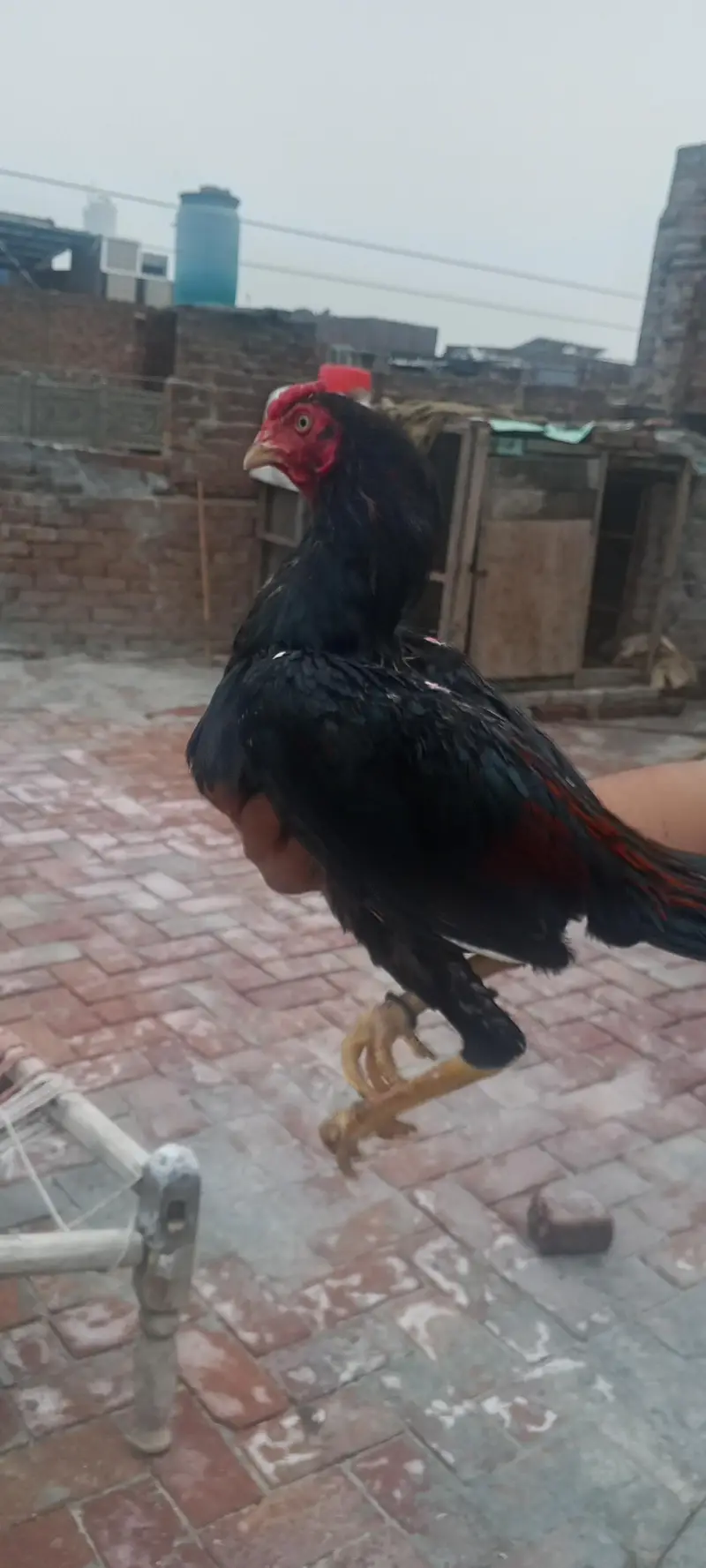 aseel pair 03020644806whatsapp — photo 5