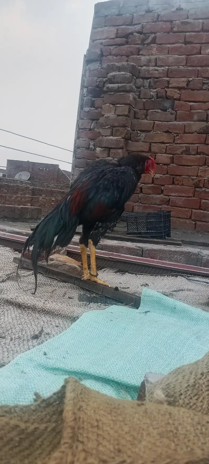 aseel pair 03020644806whatsapp — photo 7
