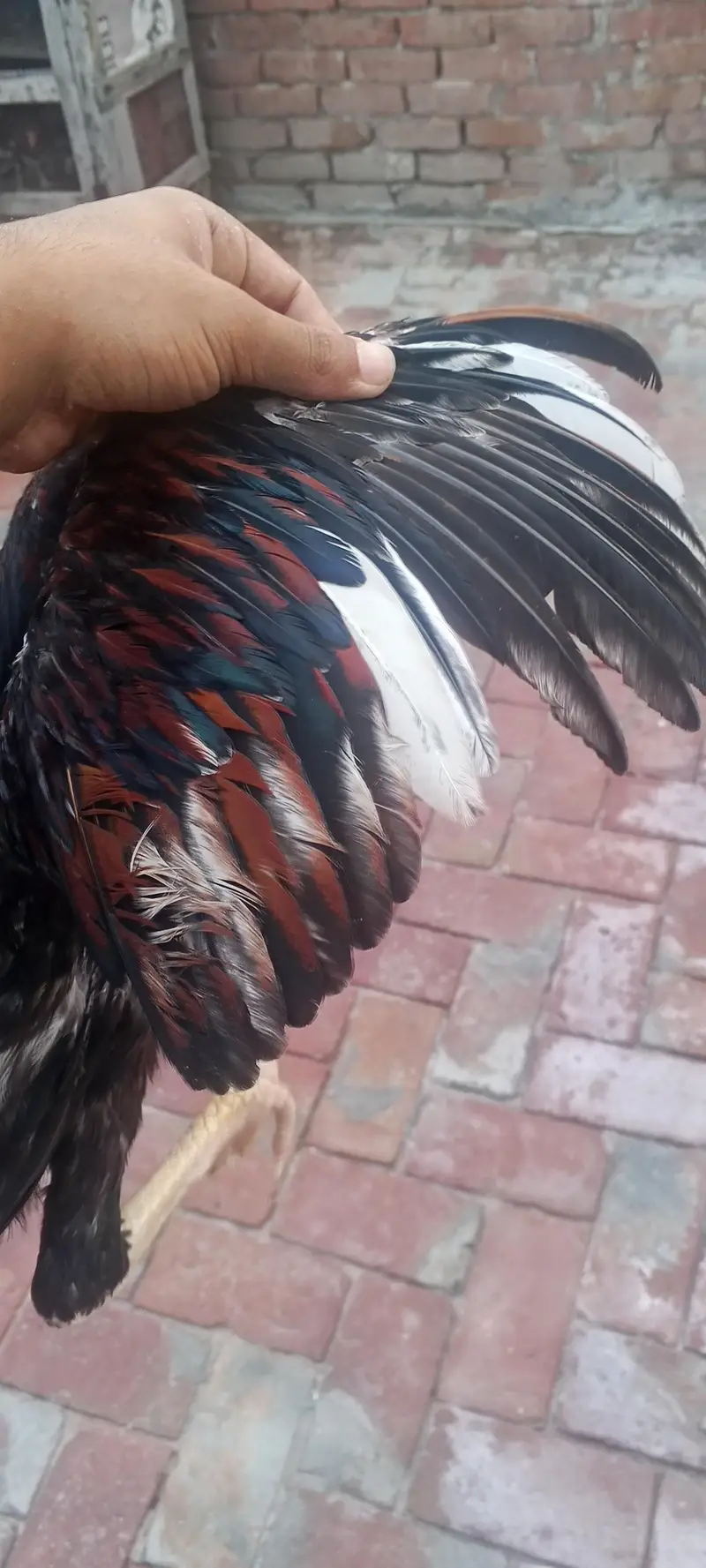 aseel pair 03020644806whatsapp — photo 9