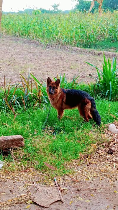 German shefret