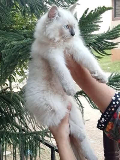 Persian kitten