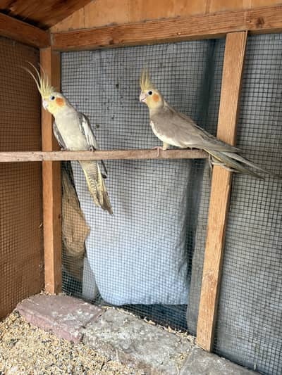 Coctail breeding pair for sale