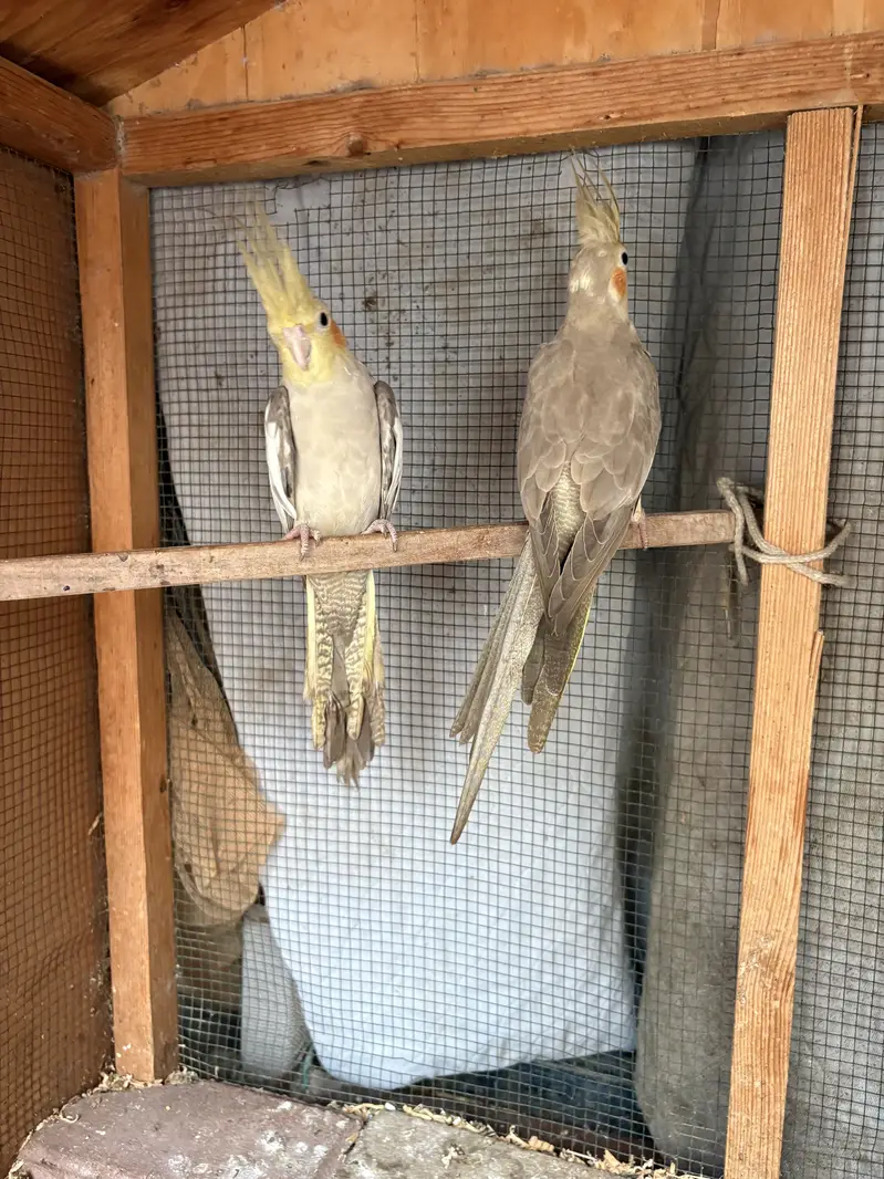 Coctail breeding pair for sale — photo 2