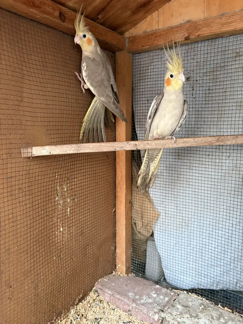 Coctail breeding pair for sale — photo 3