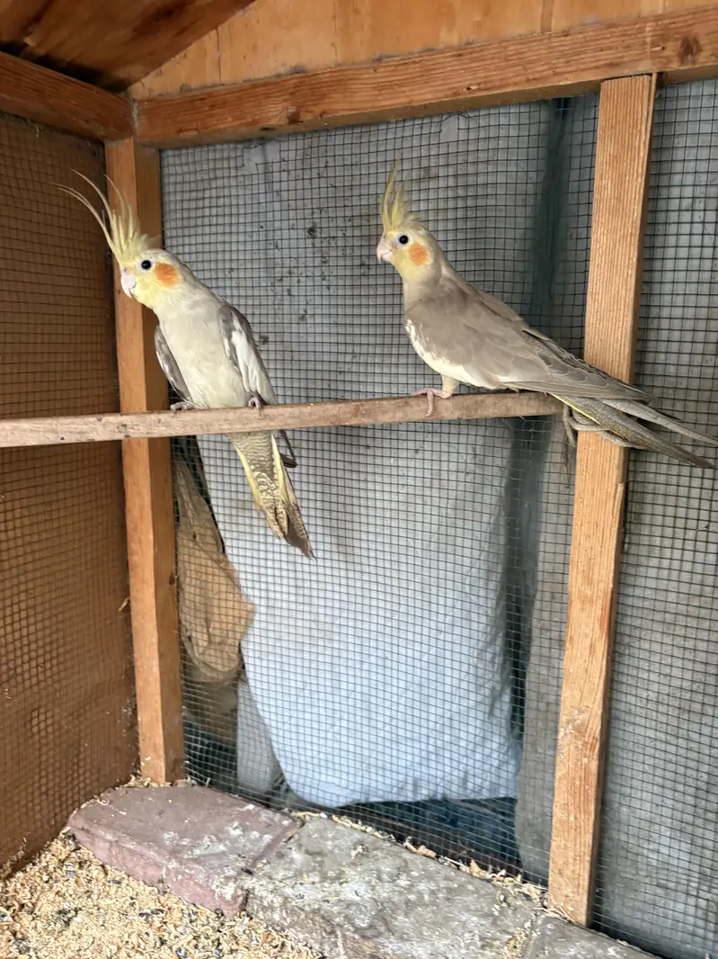 Coctail breeding pair for sale — photo 4