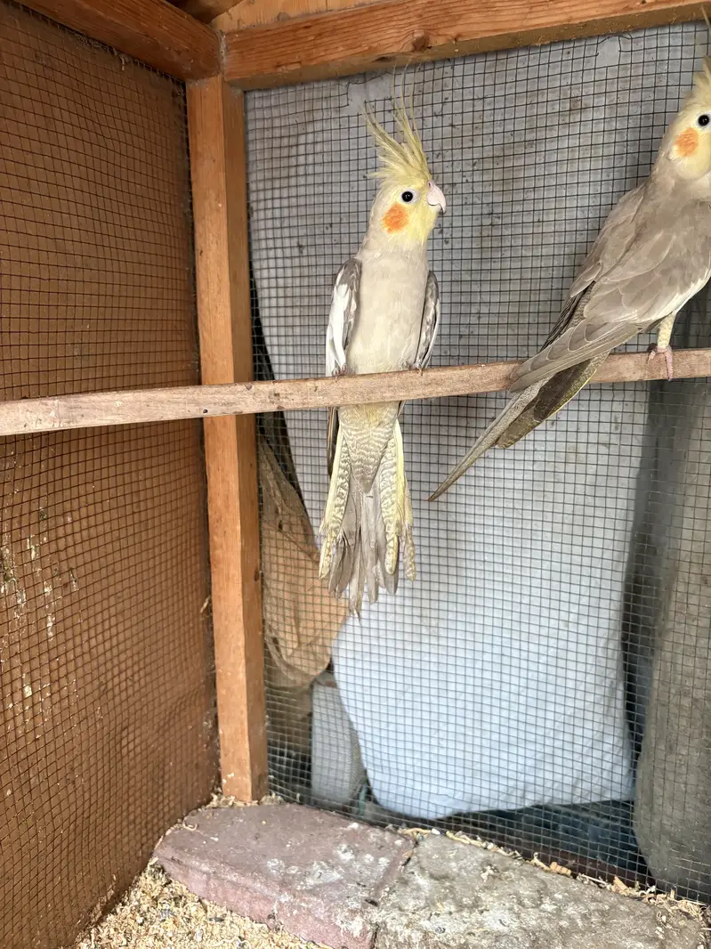 Coctail breeding pair for sale — photo 5