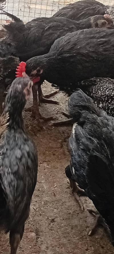 Australorp Layers پٹے پٹیاں عمر 4 ماہ