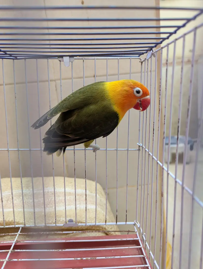 Top Quality Lovebirds — photo 2