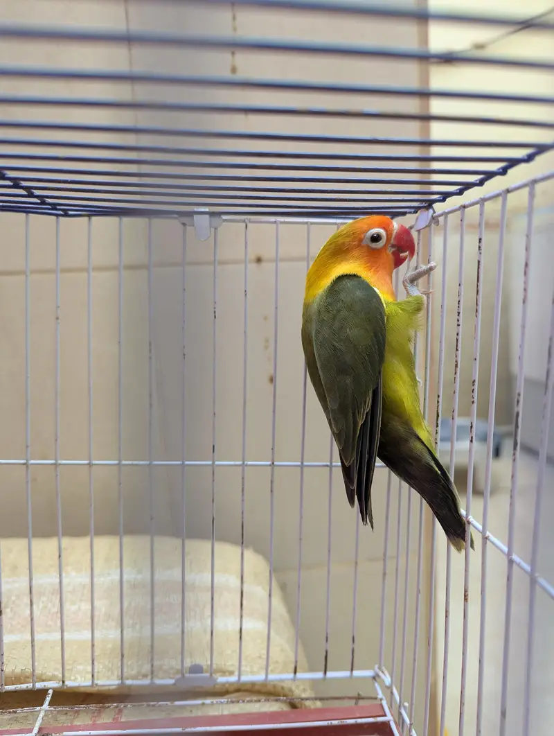 Top Quality Lovebirds — photo 3