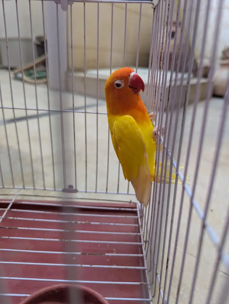 Top Quality Lovebirds — photo 4