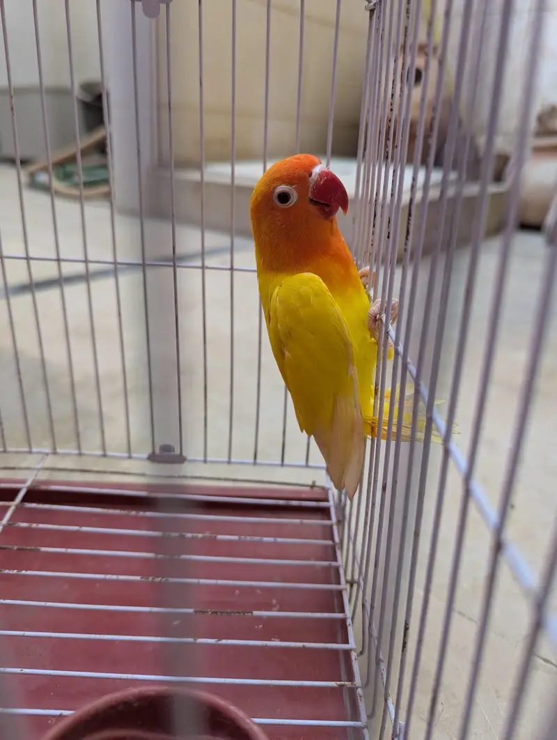 Top Quality Lovebirds — photo 5