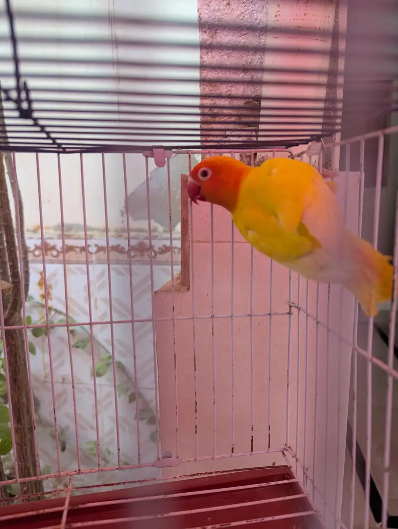 Top Quality Lovebirds — photo 6