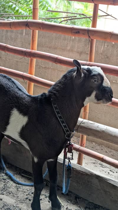 Teddy zero size and biser bakri