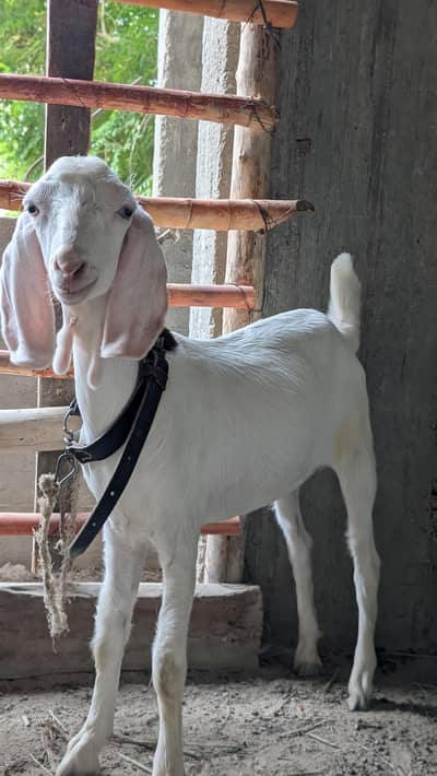 biser bakri Gulabi