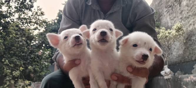 5 Russian Dogs