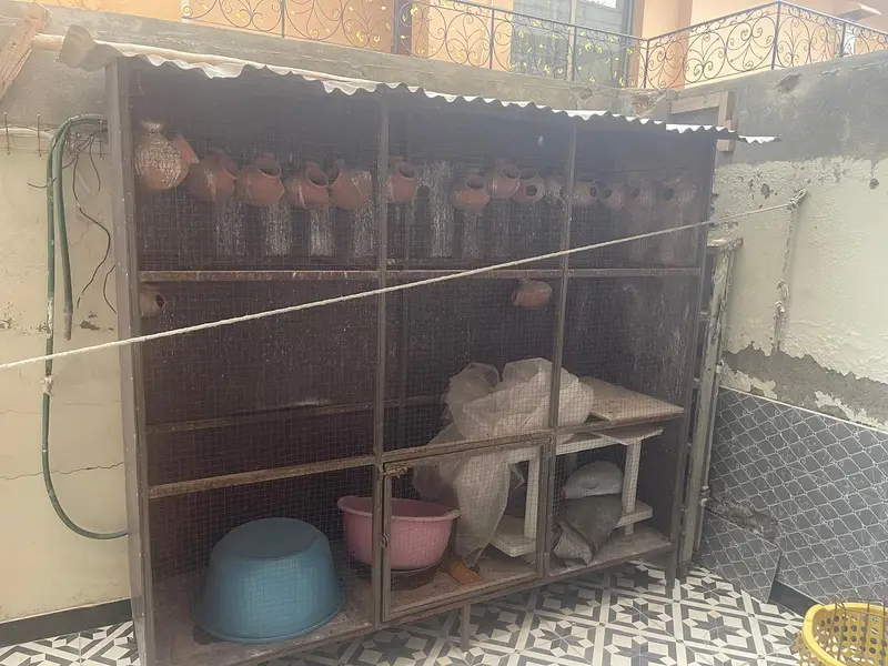 Bird Cage — photo 2