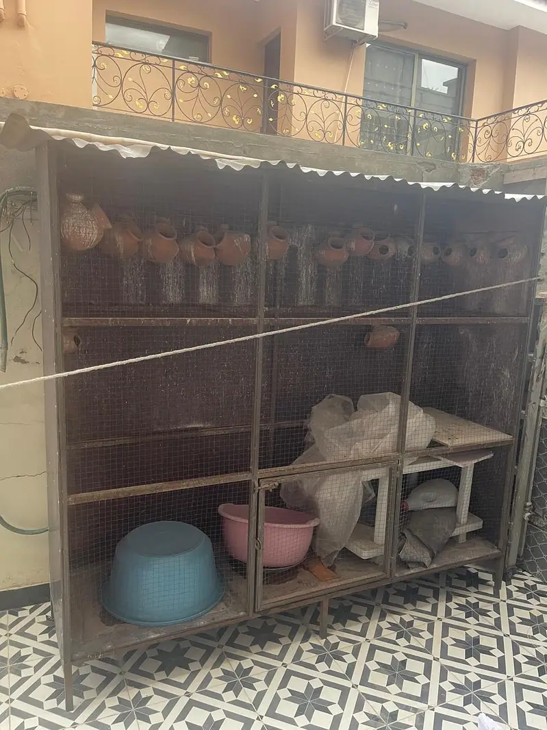 Bird Cage — photo 3