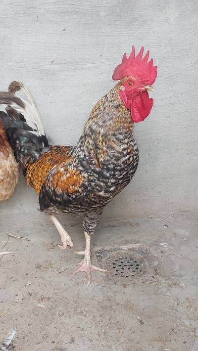 Rooster