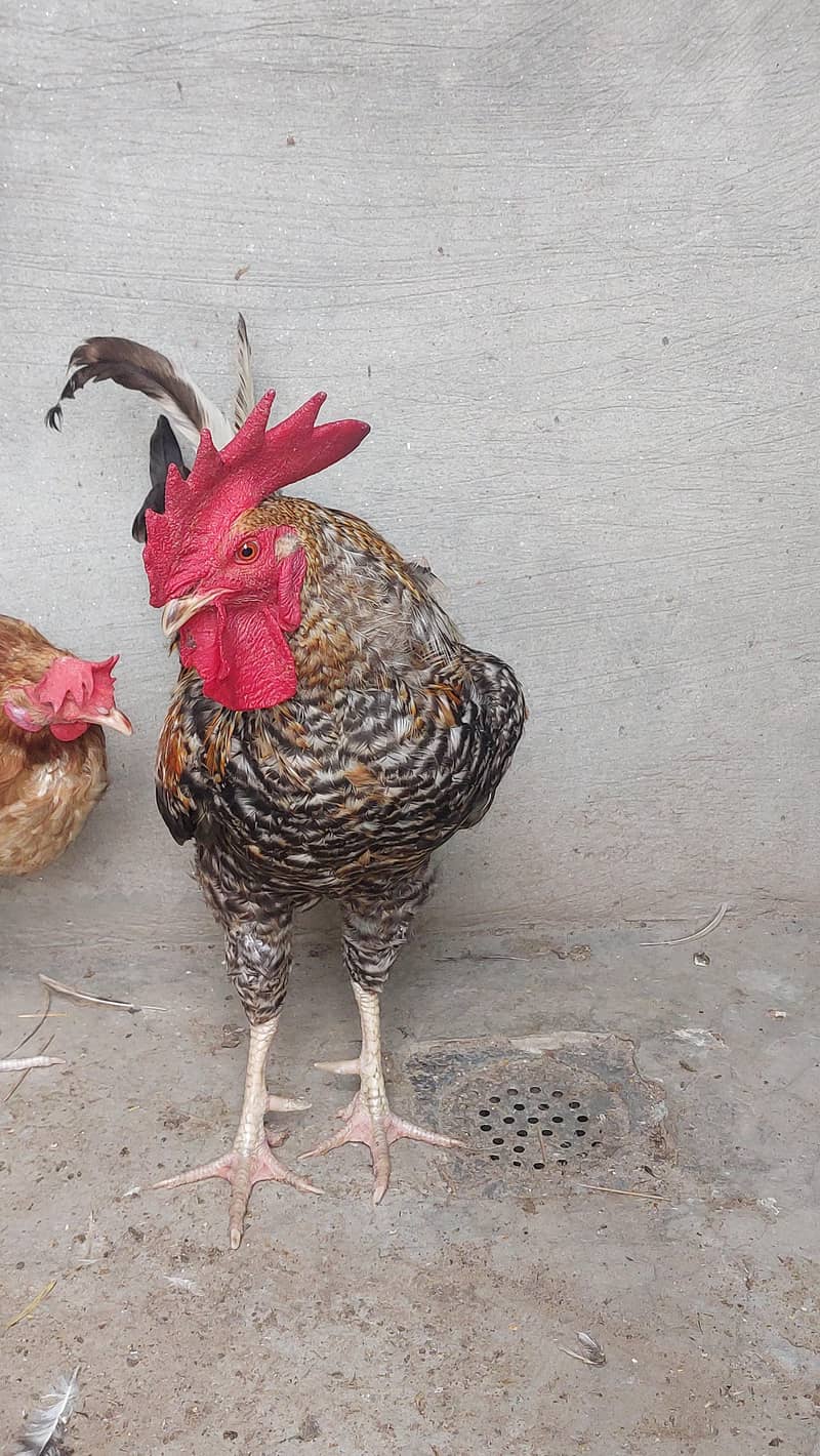 Rooster 1