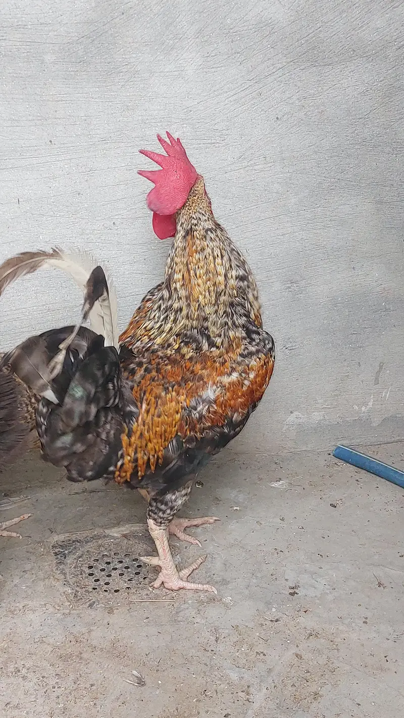 Rooster — photo 3