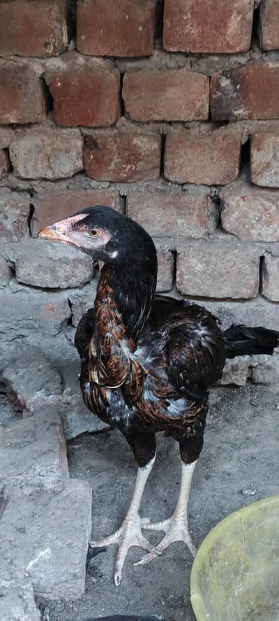 aseel hens