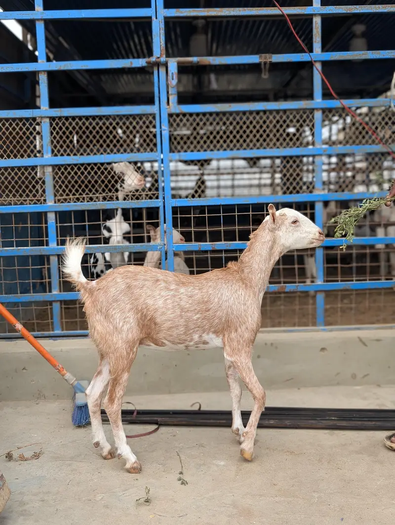 teddi bakri — photo 2