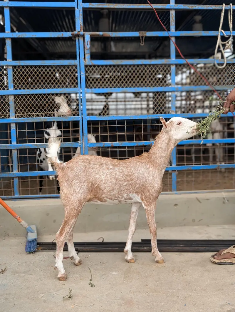 teddi bakri — photo 3