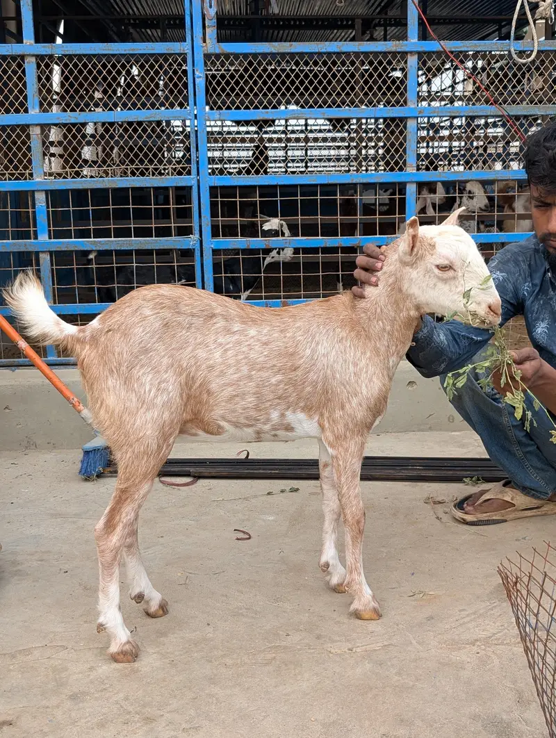 teddi bakri — photo 4