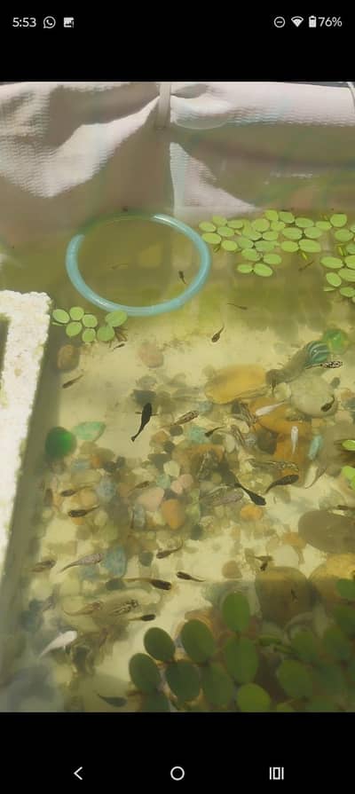 Exotic mollies , guppies , platies  and  plants for sale