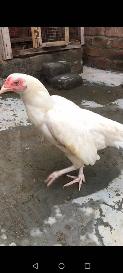 Hens forsale