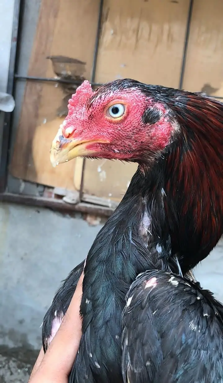 Hens forsale — photo 2