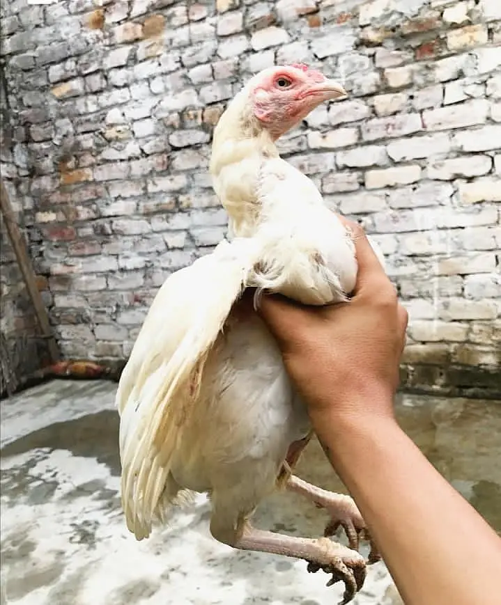Hens forsale — photo 5