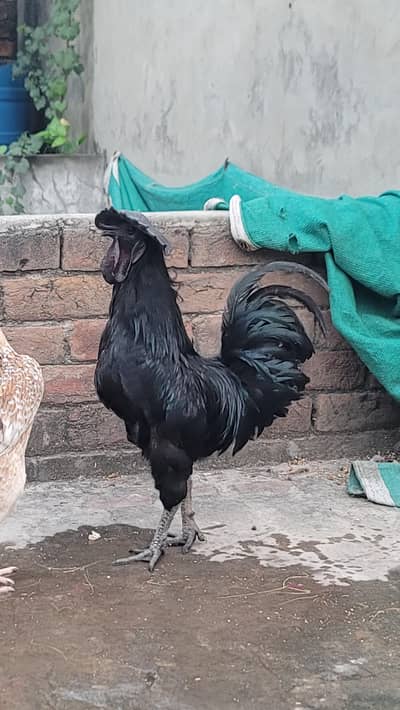 pure ayam cemani gray tongue fully active and healthy
