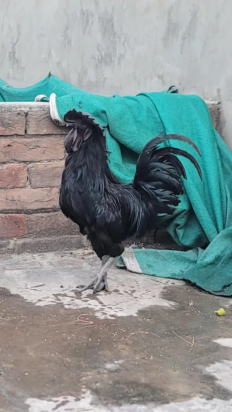 pure ayam cemani gray tongue fully active and healthy — photo 2