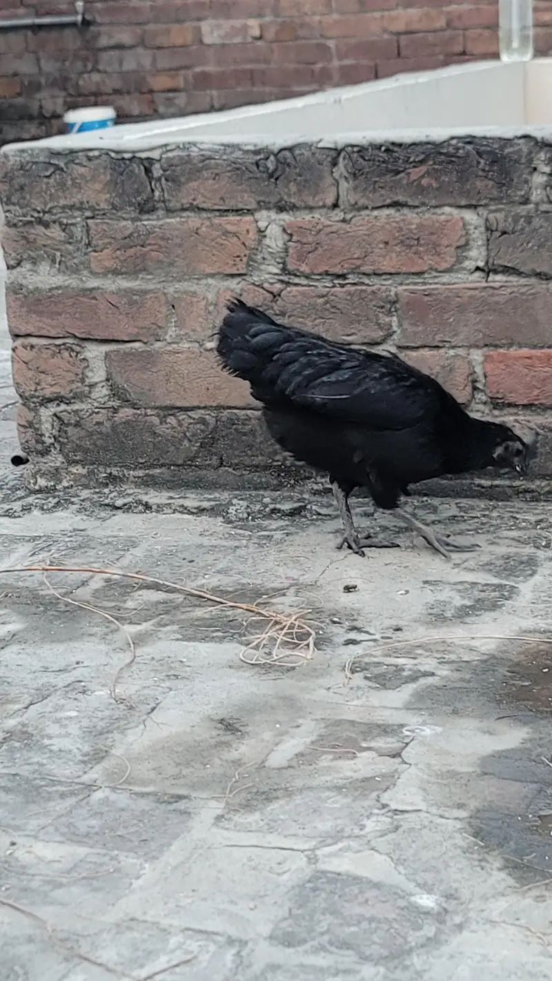 pure ayam cemani gray tongue fully active and healthy — photo 3