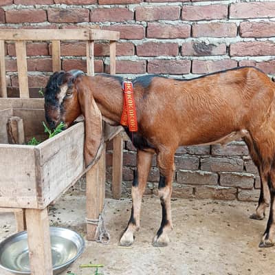 desi bakra