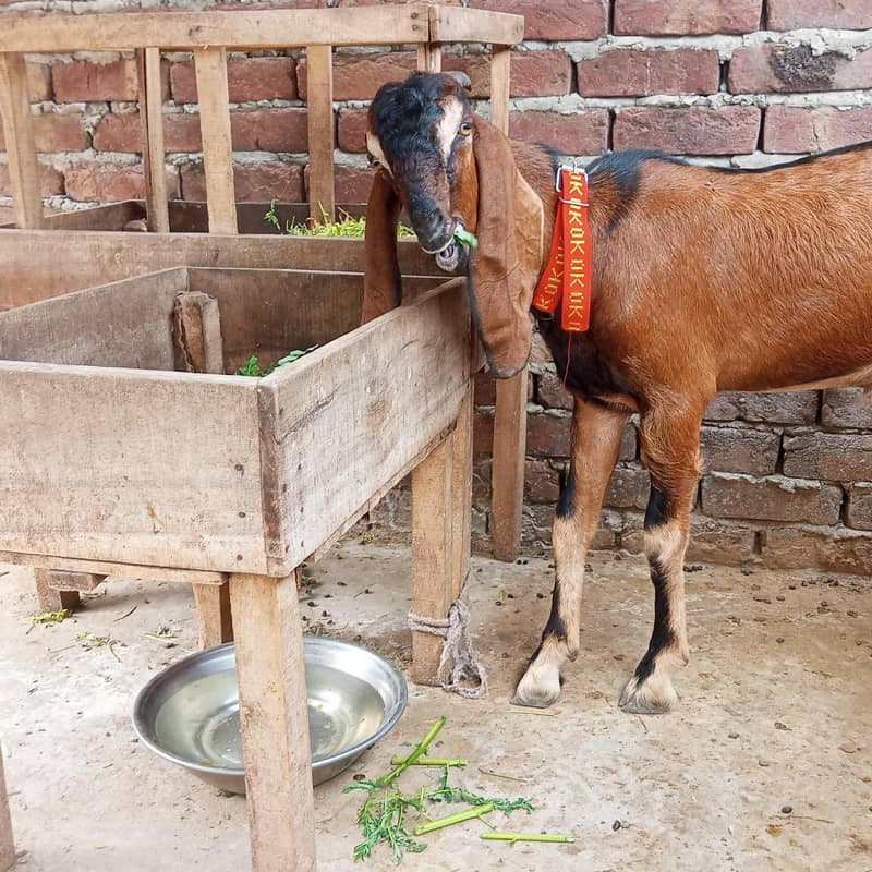 desi bakra 1