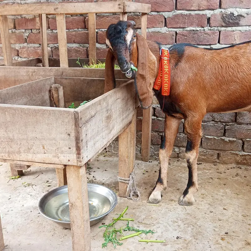 desi bakra — photo 2
