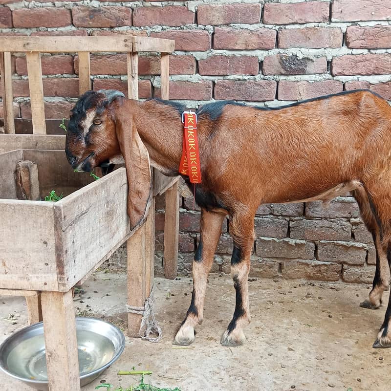 desi bakra 2