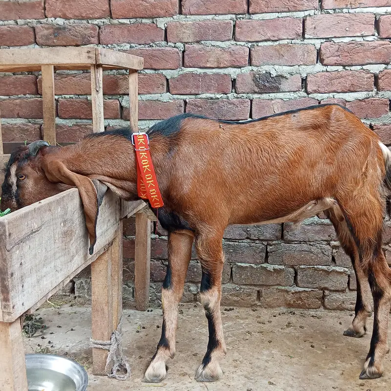 desi bakra — photo 4