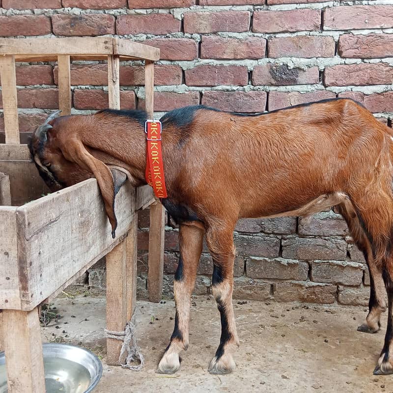 desi bakra 4