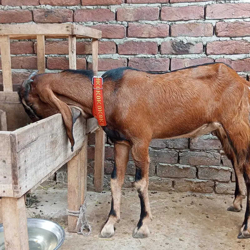 desi bakra — photo 5