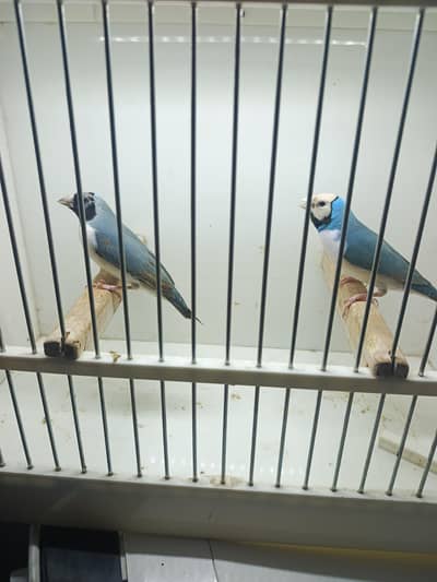 Blue and Common Gouldian