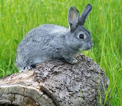 Russian giant rabbit bunny