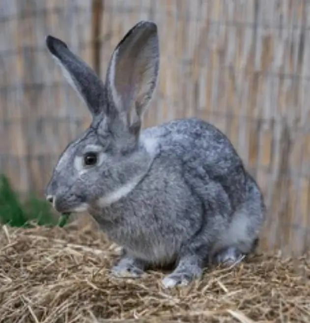 Russian giant rabbit bunny — photo 2