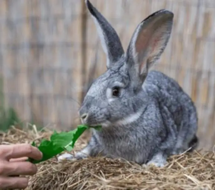 Russian giant rabbit bunny — photo 3