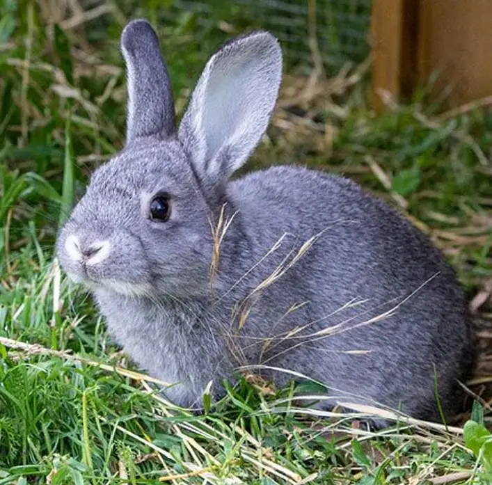 Russian giant rabbit bunny — photo 4