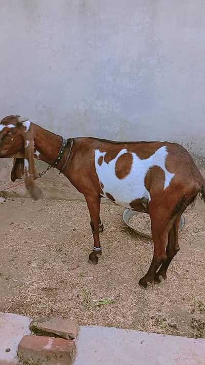 nagri bakri